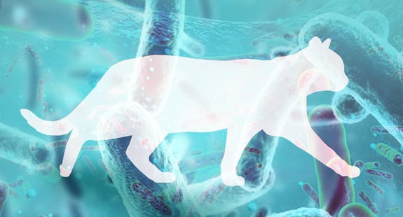 blog-Animal microbiomes hold the key to new antifungals copy